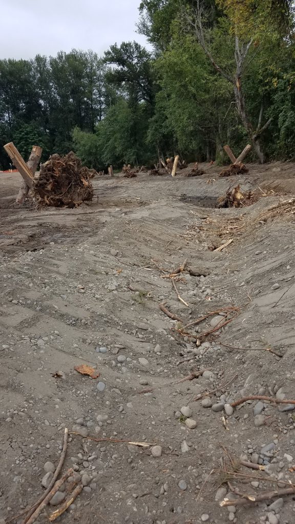 Ball Creek Floodplain Restoration Project in Puyallup, WA